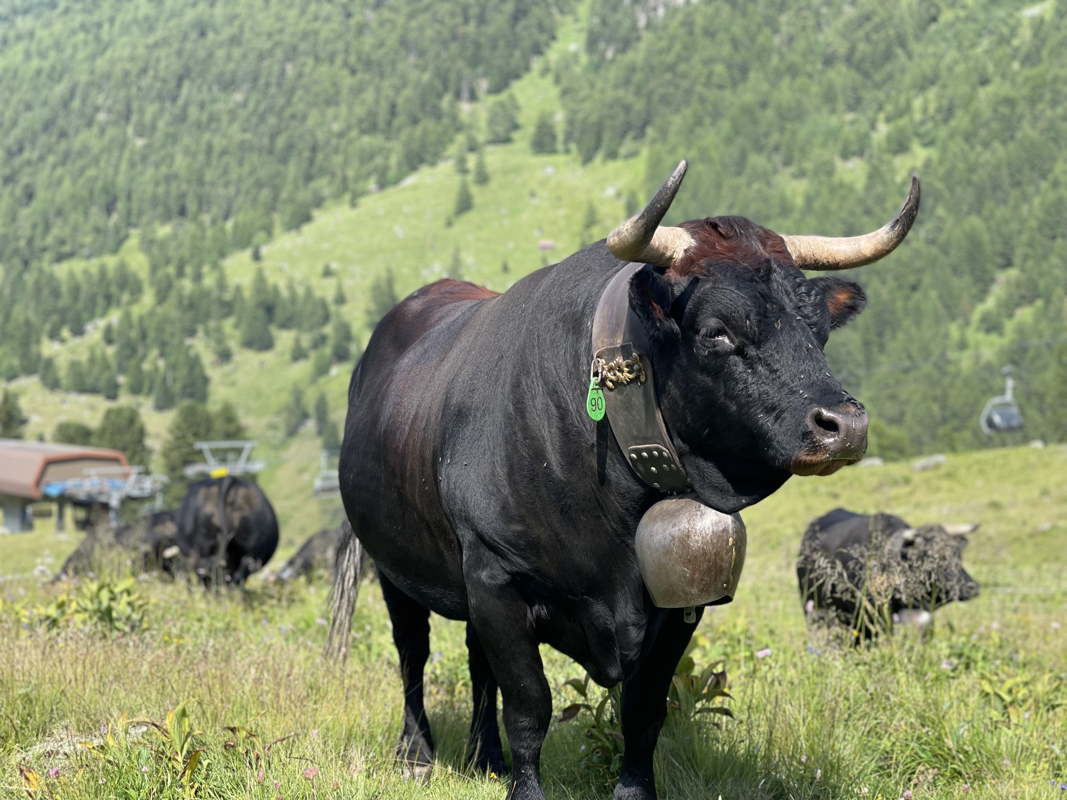 Omgeving in de zomer